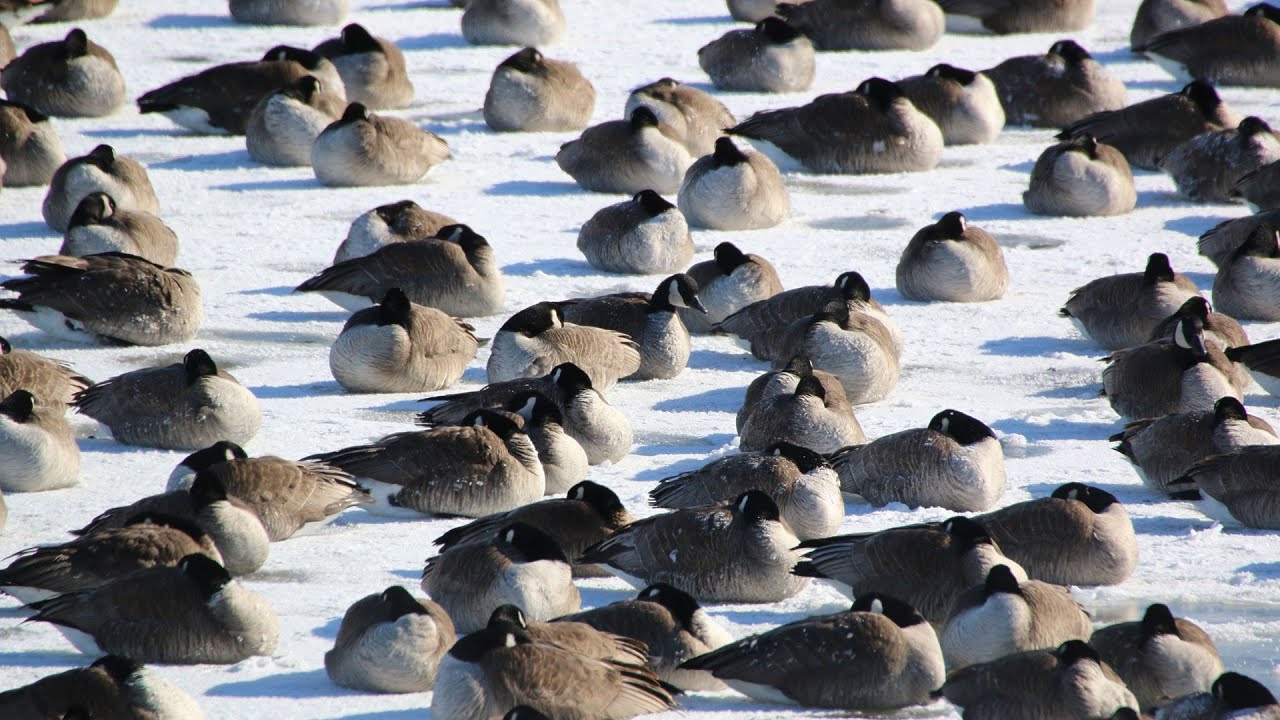 hunting simulator pc Winter Waterfowl Survey - NDGNF