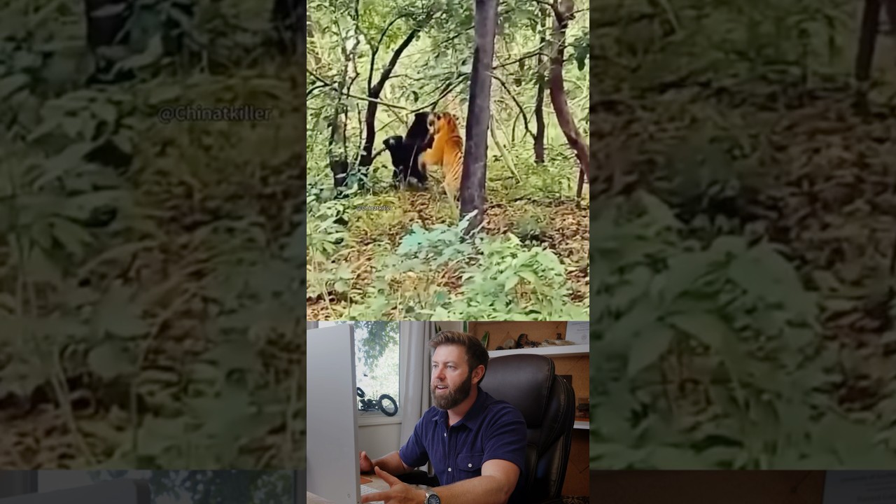 Bear vs Tiger. Who wins?