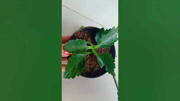 養花小知識，長壽花的修剪方法。 - 天天要聞