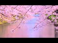 4K映像「弘前さくらまつり2 日本三大桜」日本一の桜の名所 弘前公園 日本の美しい四季 春 青森県弘前市 4月中旬 お花見 絶景自然風景 観光旅行 8K撮影 cherry blossom