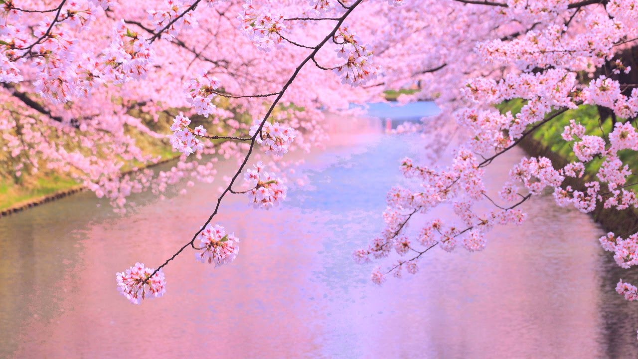 求正美、【見付天神】、希少画集画、風景、自然、さくら 求正美、【見付天神】、希少画集画、風景、自然、さくら 企画展］桜