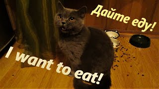 Хочу есть! I want to eat! Кошачий крик души. Дайте есть! Хочу есть! I want to eat! Кошачий крик души. Дайте есть!