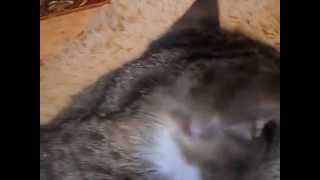Как удалить клеща у кошки Как удалить клеща у кошки