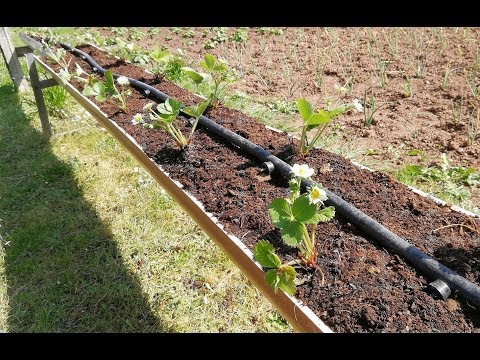 Video: Esquema de plantación de fresas en campo abierto en otoño: descripción, tecnología y comentarios