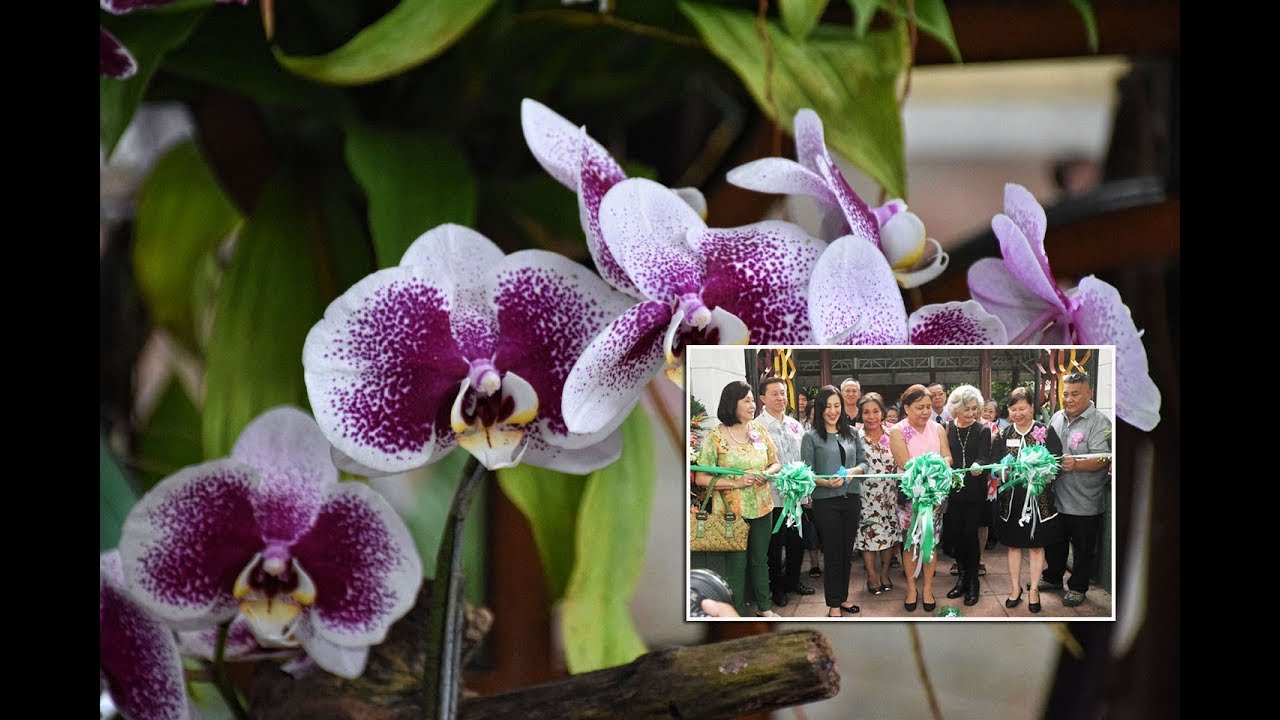 Orchid Show Aug 31 to Sept 10, 2018