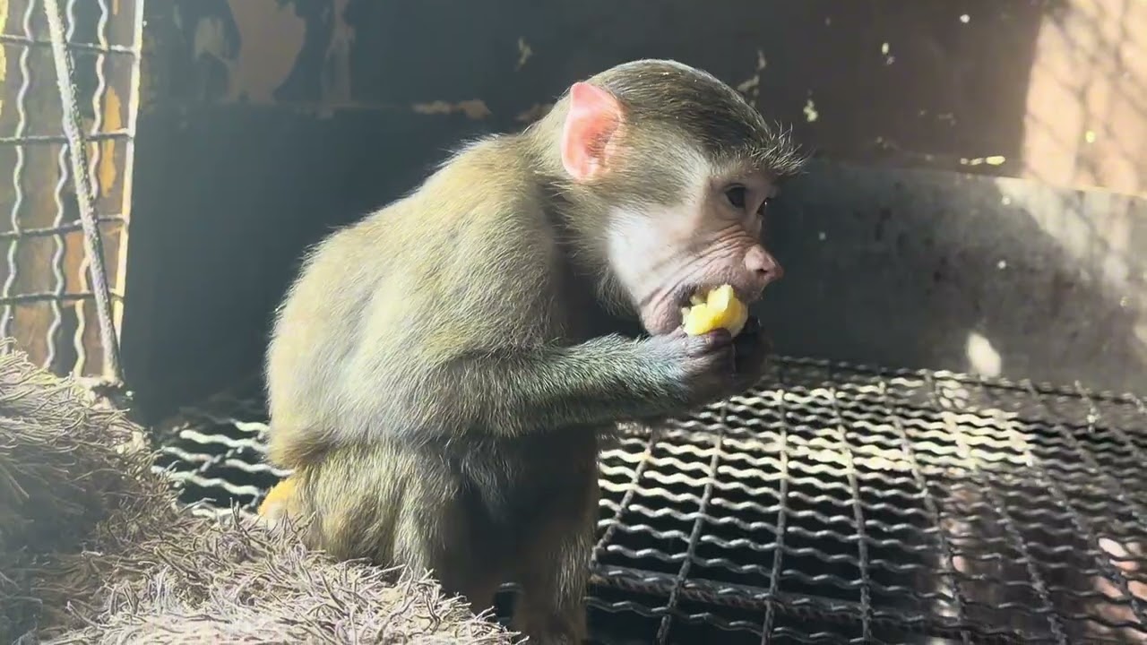 Посмотрите, КАК СМАЧНО Анфиса завтракает и никто у нее не отбирает вкусняшки❤️!