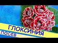 Глоксиния: посев, уход за всходами