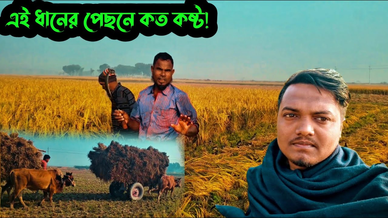 আলহামদুলিল্লাহ কৃষকের ধান কাটা উৎসব| খামার ব্যবস্থাপনা কৃষিকাজ, Village Life 