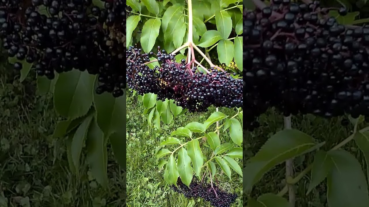 Difference Between Elderberry and Pokeweed Part 1 YouTube
