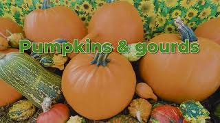 Pumpkin Picking at Undley Pumpkin Patch