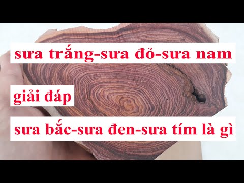 Video Giải thích cây sưa trắng, sưa đỏ sưa tím sưa nam sưa... - youtube