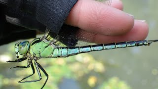 I collected a dragonfly that was so strong it could cut down a