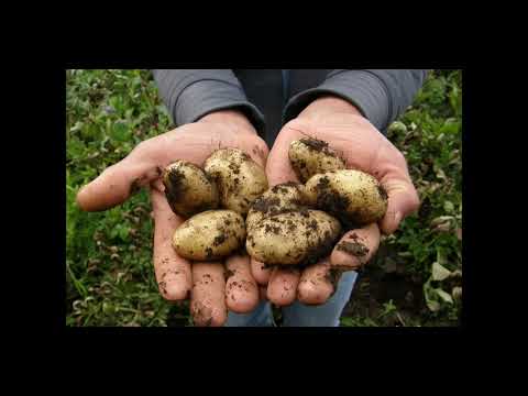 سیب زمینی سکوت دوغ می نوشم و خون میگوزم 