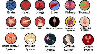 Every Human Organ Explained in just 3 minutes | Body Organs