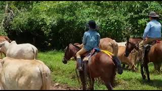 LINDA VIDA DEL CAMPO