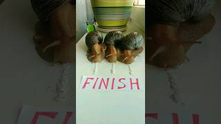 Try To Guess The Winner!🥇😂 #Snailracing #Snailshow #Funnysnail
