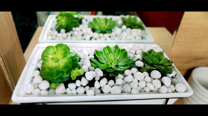 Simple Ways to Make Beautiful Succulent Arrangements for Beginners/Succulents/Sabeen sarahs