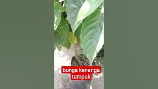bunga kenanga tumpuk #shortvideo