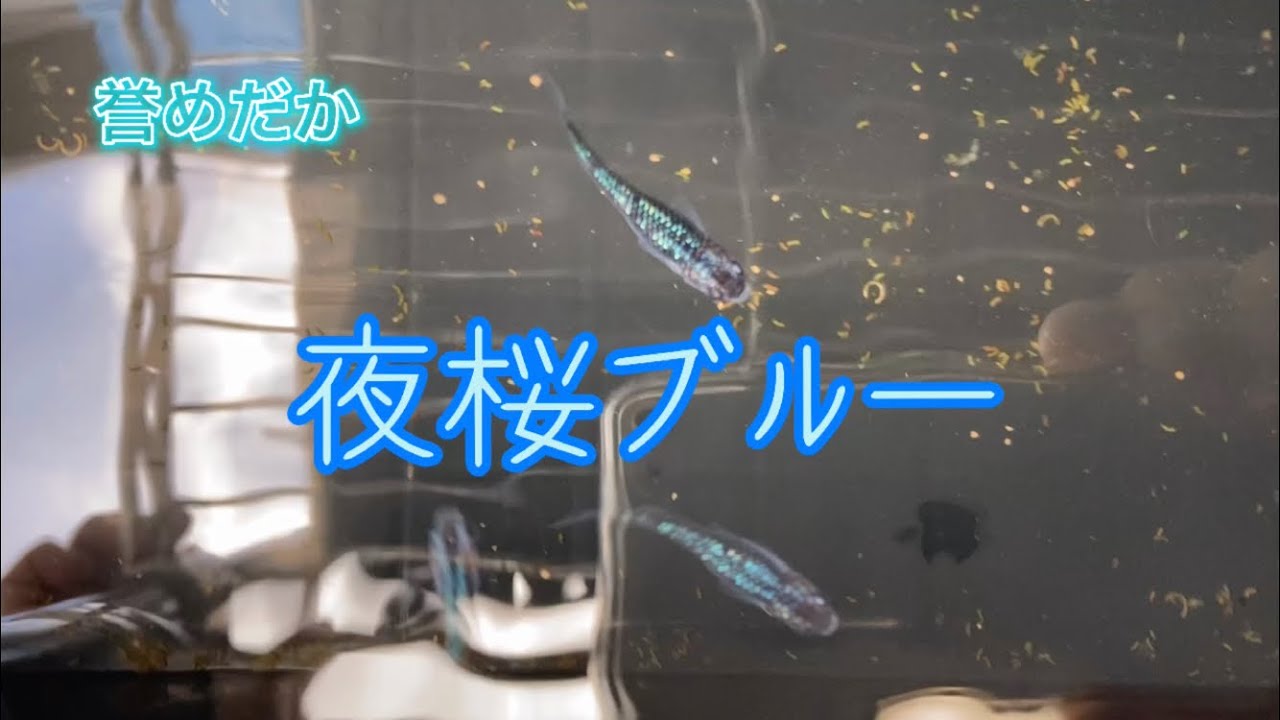 青ラメ輝く夜桜ブルー Youtube