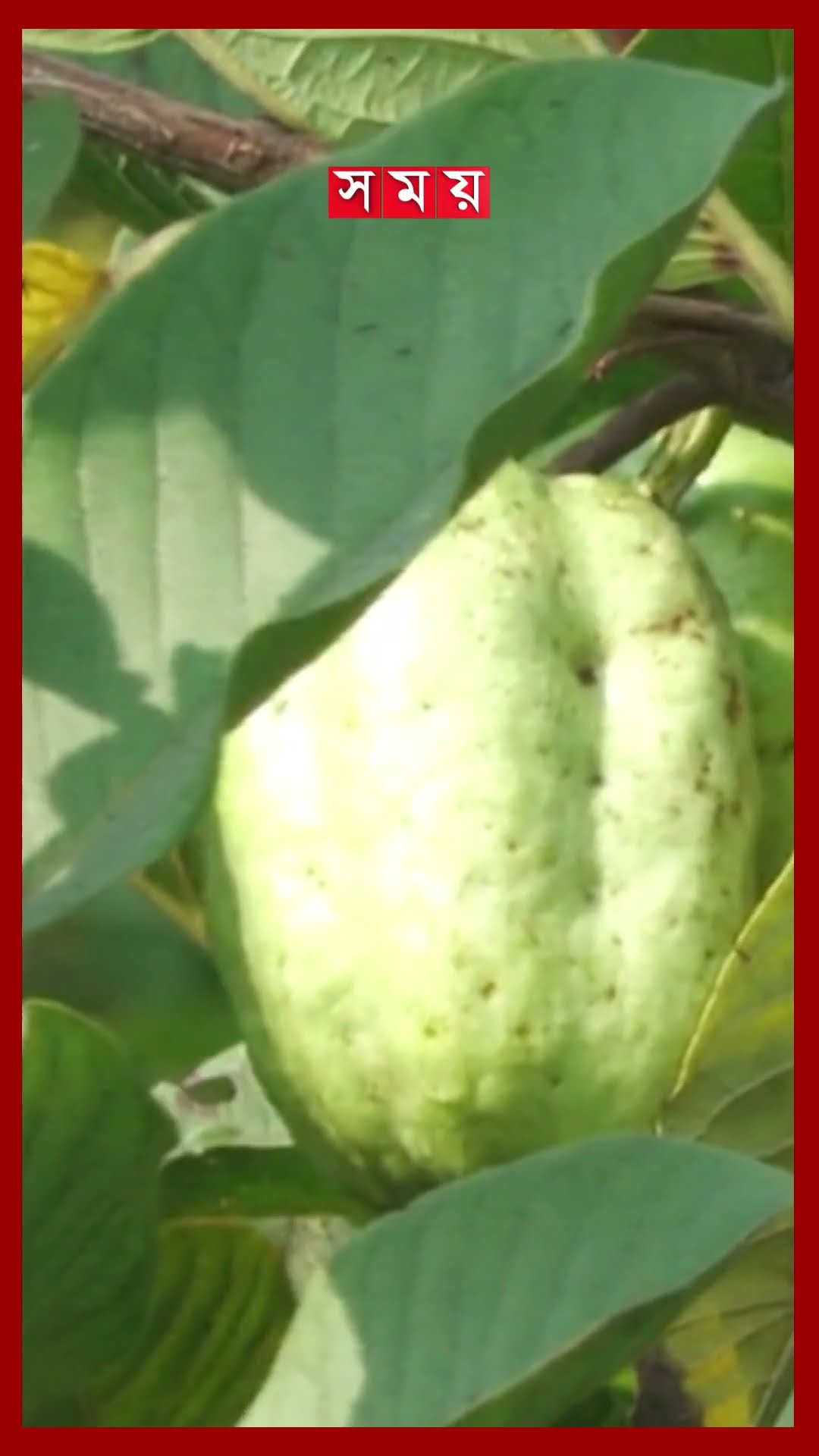 বিচিবিহীন পেয়ারা চাষে স্বাবলম্বী মফিজুল ইসলাম #natorenews #guava #agriculture #shorts #somoytv