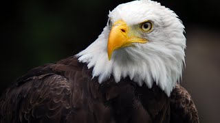 Relaxing Music with Eagles Images screenshot 1