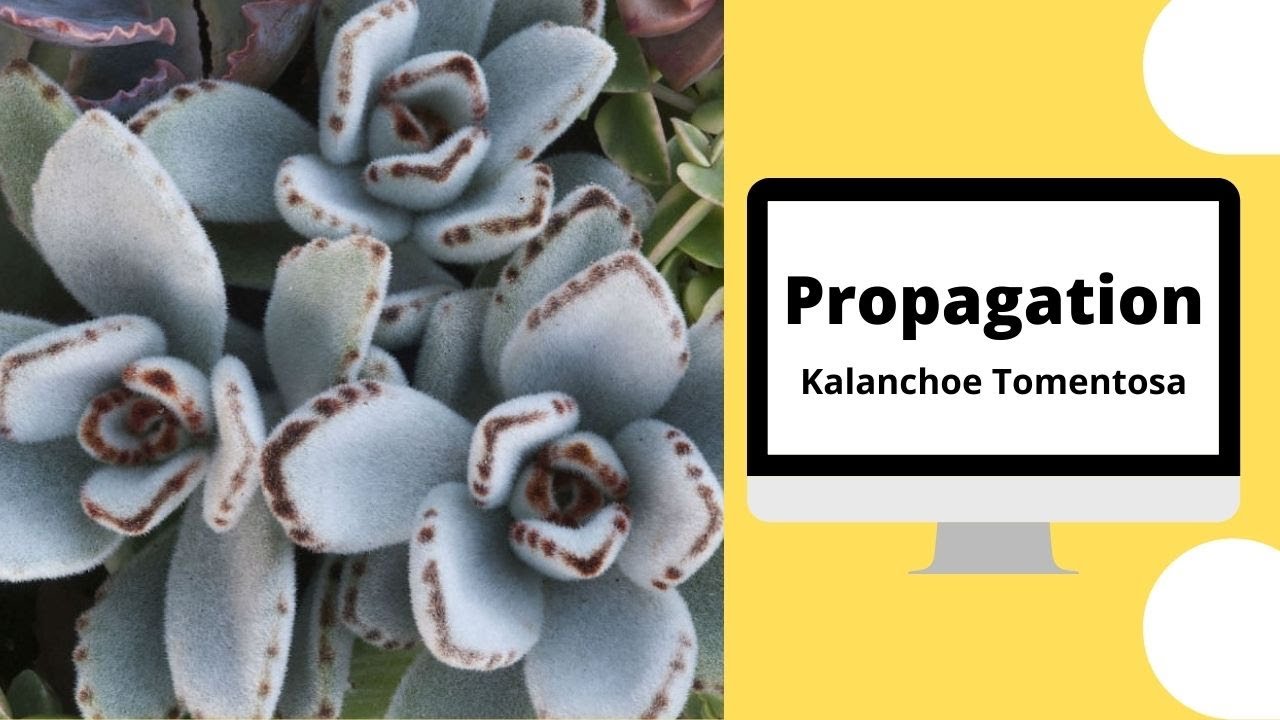 Propagation : Kalanchoe Tomentosa/Panda Plant/Comment bouturer le Kalanchoé