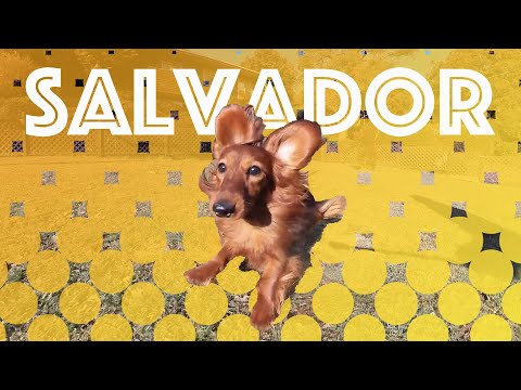 【Dog run】ドッグランで走るサルヴァドール【ダッシュ撮影練習中】Salvador in Dog park
