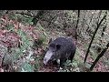 SÜRAT FELAKETTİR / Speed is a disaster. (wild boar hunting)