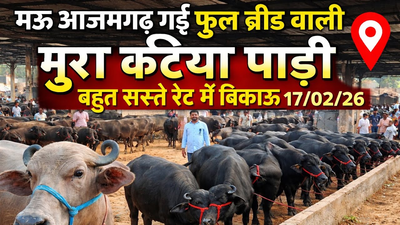 फुल ब्रीड नसल वाली मुर्रा कटिया पाड़ी बिक के मऊ गई |murrah Buffalo |katiya |pashumandi #murrah#padi 