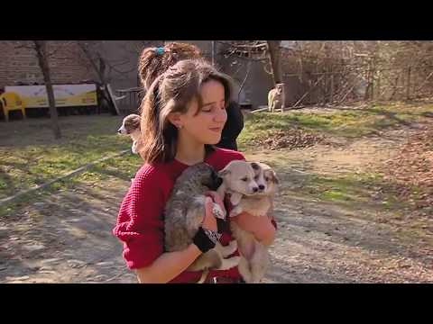 15 ძაღლი 4 ლეკვი და 6 კატა ერთ სახლში   სიღნაღელი ბრიჯით ბარდო