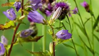 Children of the Sun - Wild Bees
