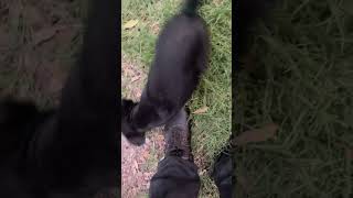 She gets a little crazy #cute #funny #tiktok #funnyvideo #memes #food #dog #baby #viral