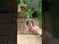 The Secret to Unlimited mint and basil‼️