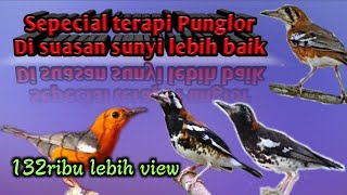 SEPESIAL TERAPI MALAM UNTUK BURUNG JENIS PUNGLOR / ANIS