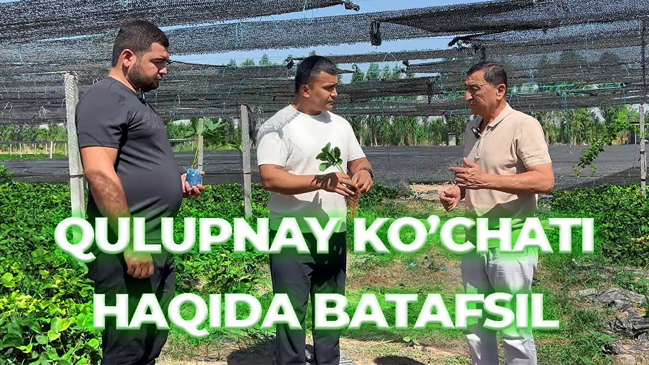 Har yili mo'l hosil | Qulupnay ekish vaqti | Ko'chat siri bo'yicha seminar.