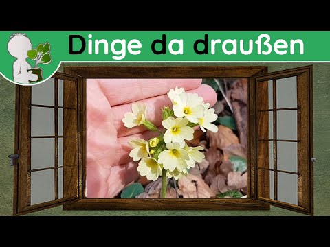 Video: Ist die Erdbeerbaumfrucht essbar?