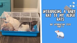 How To Introduce Rats To Each Other (part 3)