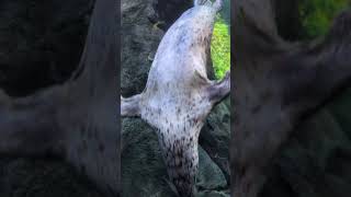 Bringing you your daily dose of Vitamin Sea (and smoosh). 🌊🦭#shorts #viral #animals #seals