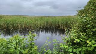 Sleep FAST w/ Gentle Rain Sounds on Lake | Relaxing Rainfall on Water & Leaves (Natural Sleep Aid)