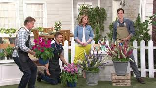 Robertas 2-Piece 2-In-1 English Patio Erfly Bush On Qvc