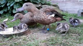 Handfeeding Madagascar teal ducklings