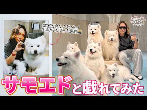 たくさんの可愛いサモエドたちと戯れてみた🐶🫧