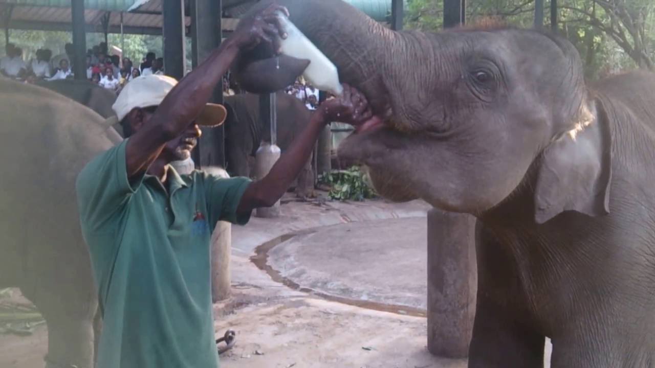 Baby Elephant Drinking Milk Pinnawala Elephant Orphanage 2016 YouTube