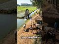Dekho bail ki madad se khet khinchne ka purana tarika#Indian farmer #kisan #youtubeshort