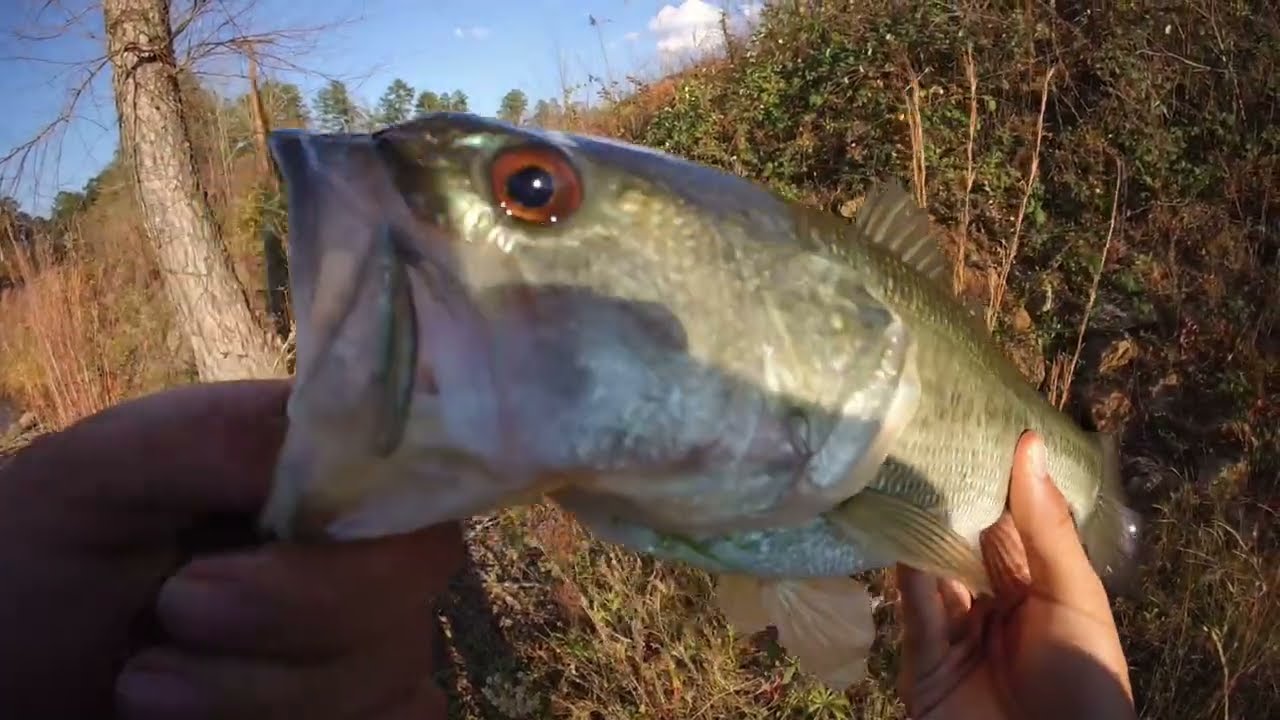 Epic Bass Fishing Day!