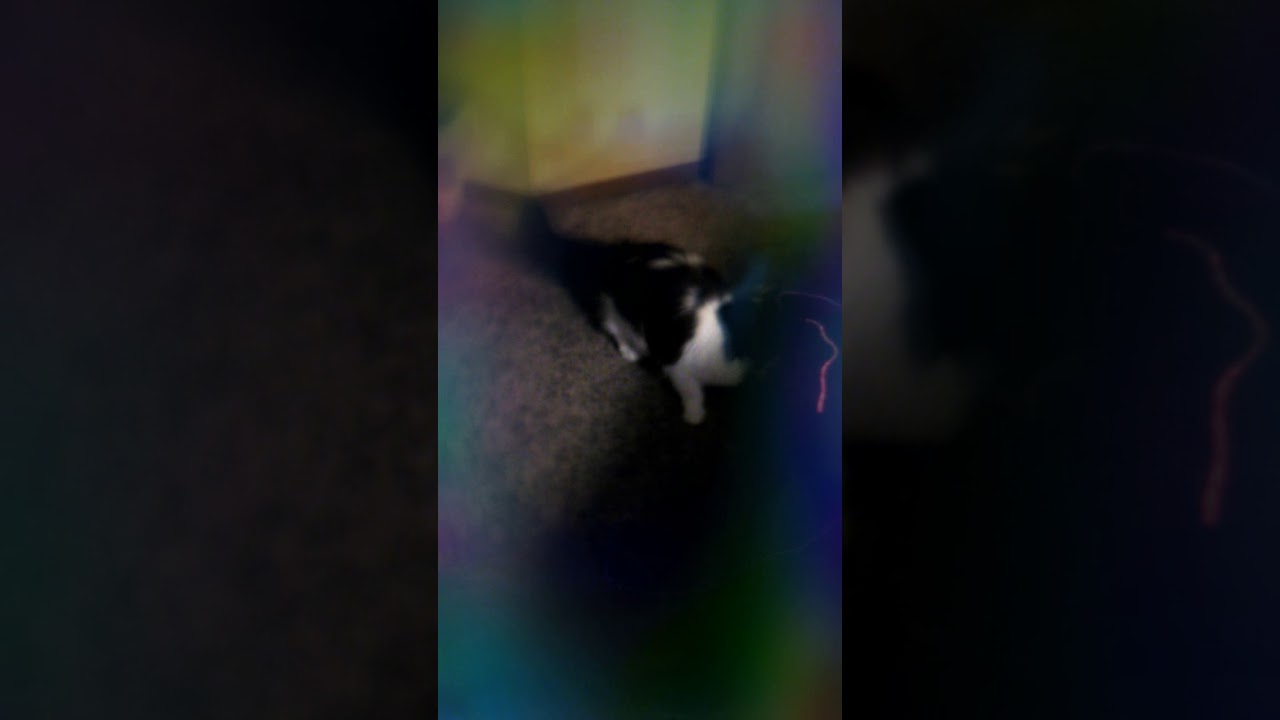 camera iphone 8 plus apk Kitty chases lazer pointer