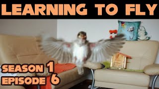 Chibi the sparrow - [19 days] "Learning to fly"