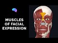 Muscles of Facial Expression (3D Anatomy Tutorial) | UKMLA | CPSA