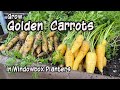 How to Grow Golden Carrots in Containers 🥕- in Window Box Planters