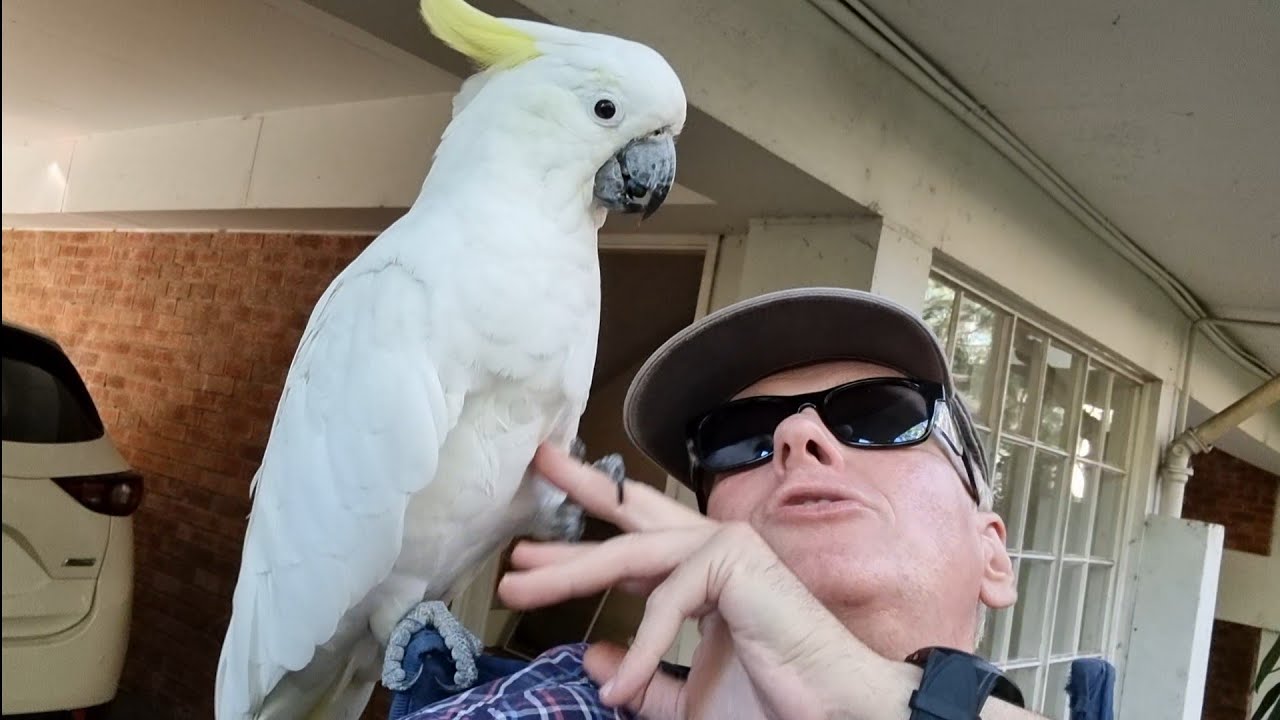 Wild cockatoos training human YouTube